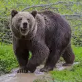 Хванаха мечка на местопрестъпление! Обра хладилник