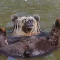 Кафявите мечки в Аляска станали вегетарианци заради климатичните промени