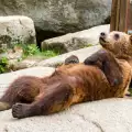 Мечките от Айтоския зоопарк отказват да спят зимен сън