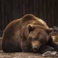 Бременност при мечките
