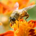 Ролята на пчелата майка в пчелното семейство
