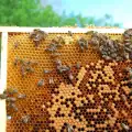 Хиляди пчели обградиха самолет на московско летище