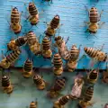 Разярени пчели саботираха мач в Еквадор