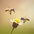Пчелите подлежат на дресура