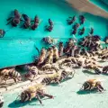 Мерки за предпазване на пчелите от отрови, пестициди и вредители
