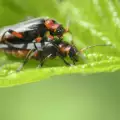 Бръмбарите-гробари си казват, когато не им е до интимни ласки