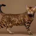 Колко години живее бенгалската котка?
