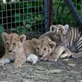 Ваксинираха новите тигърчета в пазарджишкия зоопарк