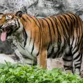 Бенгалски тигър - какво трябва да знаем
