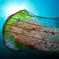 Защо медузите в езерото Медуза загиват?