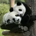 Устроиха любовна квартира на две гигантски панди
