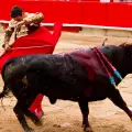 Испанец почина при селфи с разярени бикове
