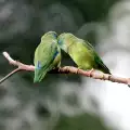 Съвети при размножаване на папагалчета неразделки