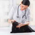 Конюнктивит при котките - причини и симптоми