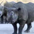 Черен Носорог