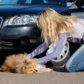 Първа помощ на блъснато от кола куче