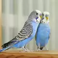 Вълнист папагал