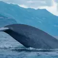 Най-големите животни на планетата