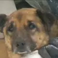 Болно улично куче беше спасено от студа