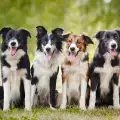Най-известните британски породи кучета