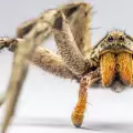 Паяците правят тройки, за да спасят живота си