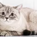 Заболявания при британска късокосместа котка