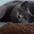 Британска късокосместа котка