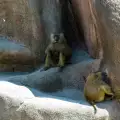 Маймуните и лъвовете в Столичния зоопарк ще тънат в лукс