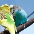 Как да опитомим вълнисти папагалчета?