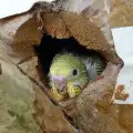 Грижа за малки вълнисти папагалчета