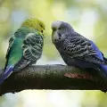 Говорят ли вълнистите папагалчета?
