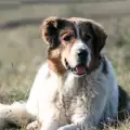 Неизвестен изверг застреля куче в Старозагорско