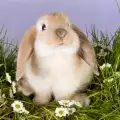Защо зайците си мърдат носа