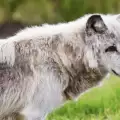 Канадски вълк