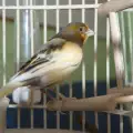 Съвети при размножаване на канарчета