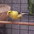 Видове канарчета
