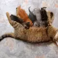 Грижа за котката по време на кърмене