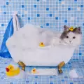 Колко често се къпе котка?