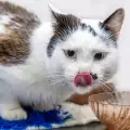 Могат ли котките да ядат ориз