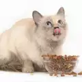 Защо котката не иска да яде