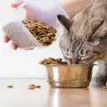 Колко грама гранули дневно се дават на котка между 6-12 месеца