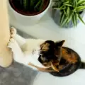 Как да отучим котката да рови в саксиите