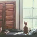 Защо котките харесват прозорците и дълго гледат през тях?