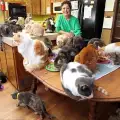 Възрастна жена отглежда над 1000 котки