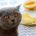 Защо котките не харесват аромата на плодове