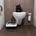 Защо котката пикае извън котешката тоалетна?