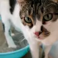 Как урината на котката се отразява на здравето ни