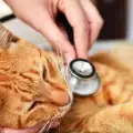 Ендометрит при котка - симптоми и лечение