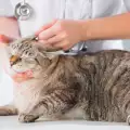 Пиометра при котка - симптоми и лечение