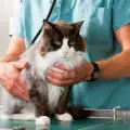 Изследването на урината на котката - кога се налага